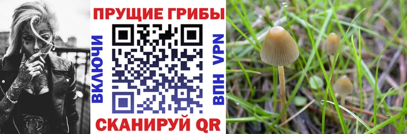 цена   Светлогорск  Псилоцибиновые грибы Psilocybe 